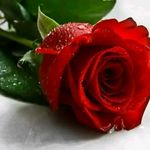 ميمولايف